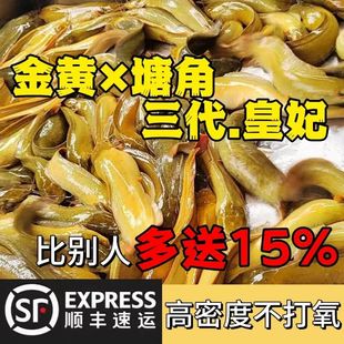 本地塘鲺鱼苗塘角鱼苗鲶鱼苗皇妃一号三黄塘鲺淡水养殖土塘虱鱼苗
