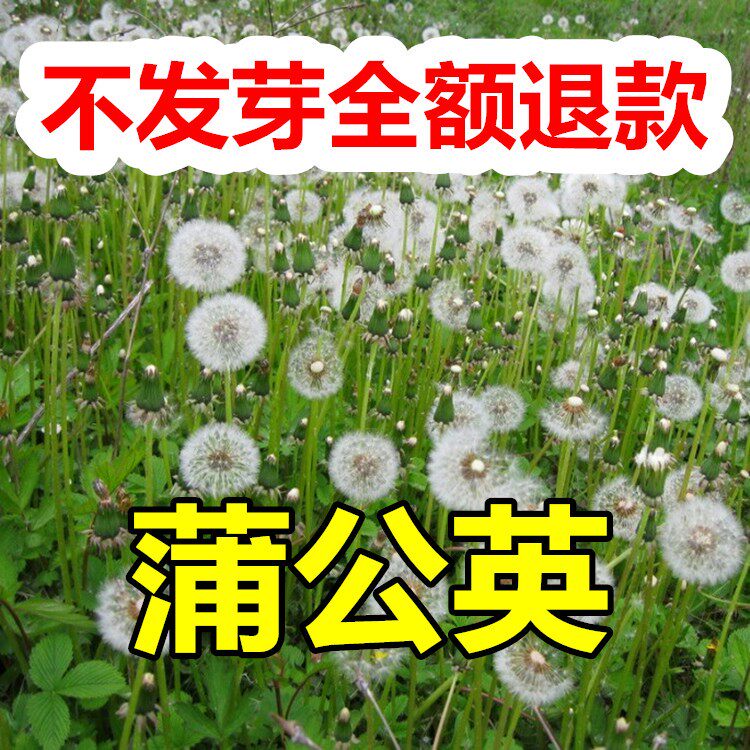 野生种籽四季婆婆丁种孑春秋冬季种植药用盆栽蔬菜青菜