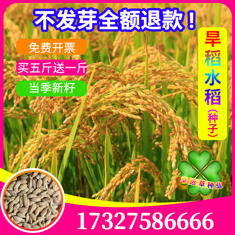 水稻种孑子旱稻种子抗病倒伏东北