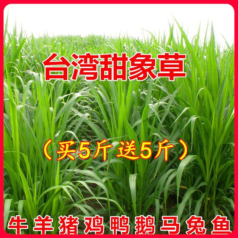 台湾甜象草种子多年生牧草种子皇竹草四季常青高产猪牛羊鱼草种籽