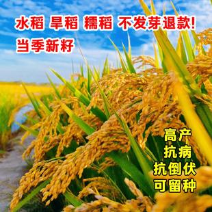 旱稻种子水稻种子高产可留种南粳优质香米东北大米糯米种孑旱谷种