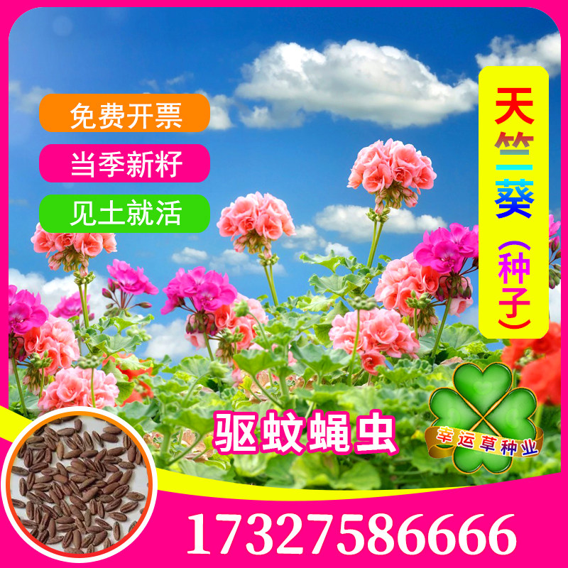 天竺葵种子洋绣球石腊红日烂红洋葵驱蚊草籽洋蝴蝶阳台四季播种孑