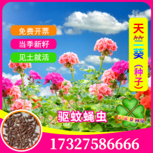 天竺葵种子洋绣球石腊红日烂红洋葵驱蚊草籽洋蝴蝶阳台四季播种孑