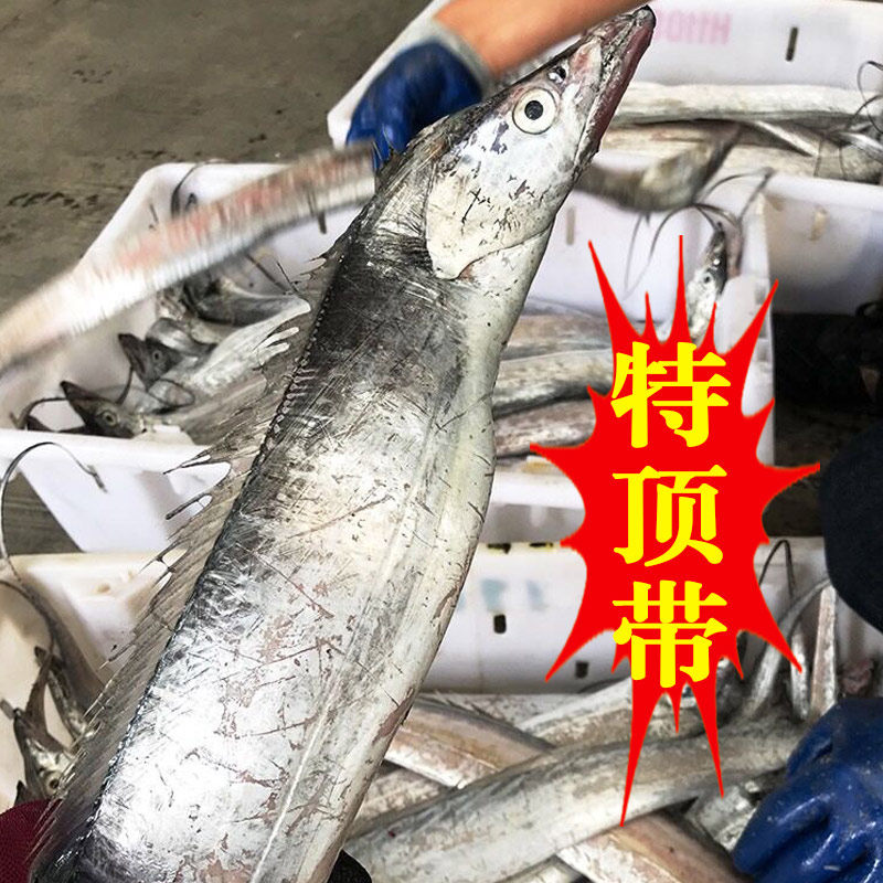舟山油带鱼新鲜鲜活冷冻超宽特大东海深海宁波雷达网油刀鱼鲜生号