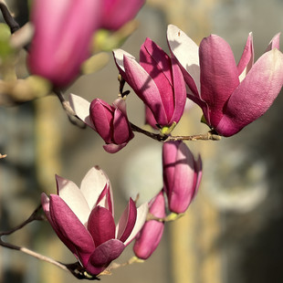 御品阁 临时链接 5