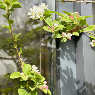 御品阁 临时链接1