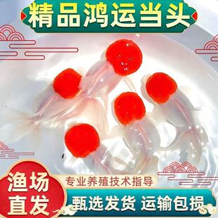 7cm精品鸿运当头金鱼红头白身幼鱼活体淡水鱼观赏鱼冷水鱼好养