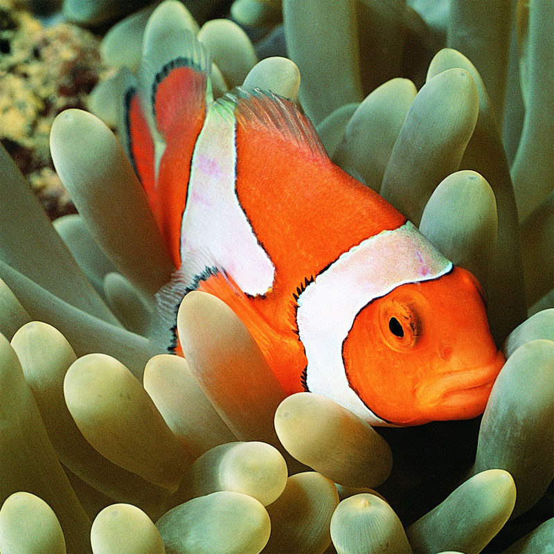 图库素材 动物 海底世界 水下世界 鱼 鱼群 鲨鱼 海藻珊瑚 大图片