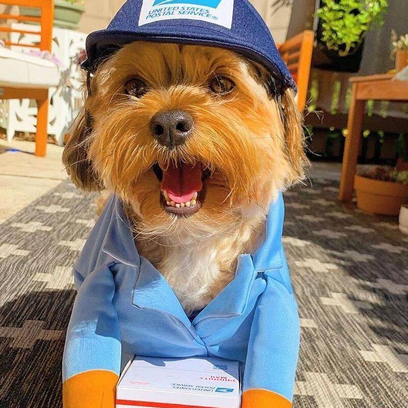 亚马逊快递装宠物狗狗猫咪衣服小中大型犬法斗金毛狗用品秋冬迷彩