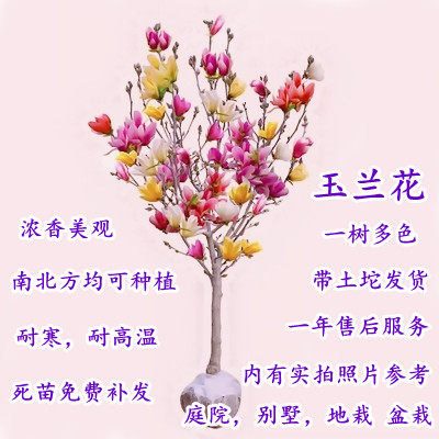 庭院玉兰花树苗紫玉兰树苗红玉兰白玉兰黄玉兰树苗绿化树苗景观树