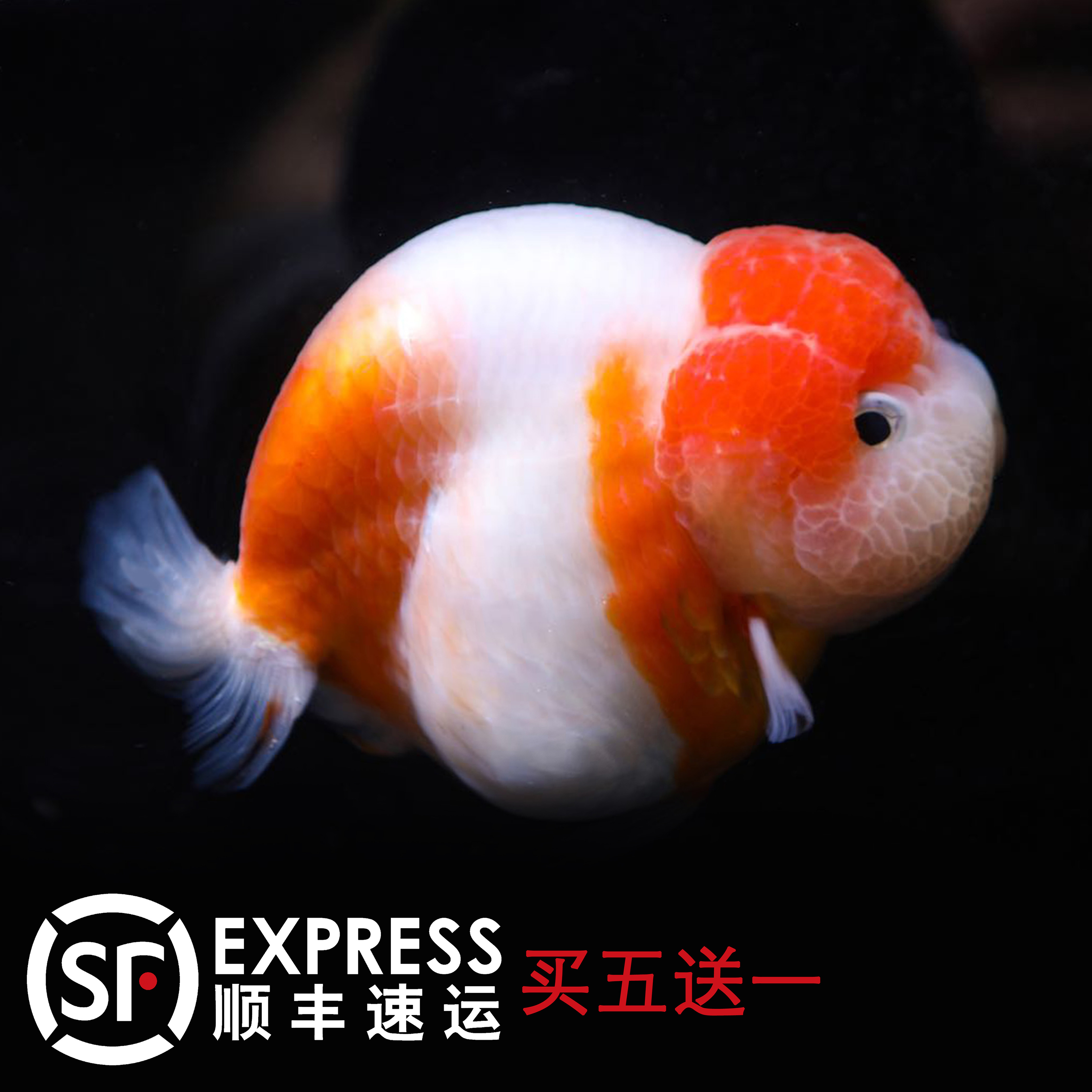 精品金鱼价格 精品金鱼图片 星期三