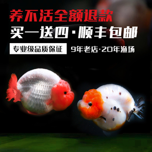 精品兰寿潘氏金鱼活体小尾奶牛国粹观赏鱼水族娃娃脸小鱼苗活鱼冷