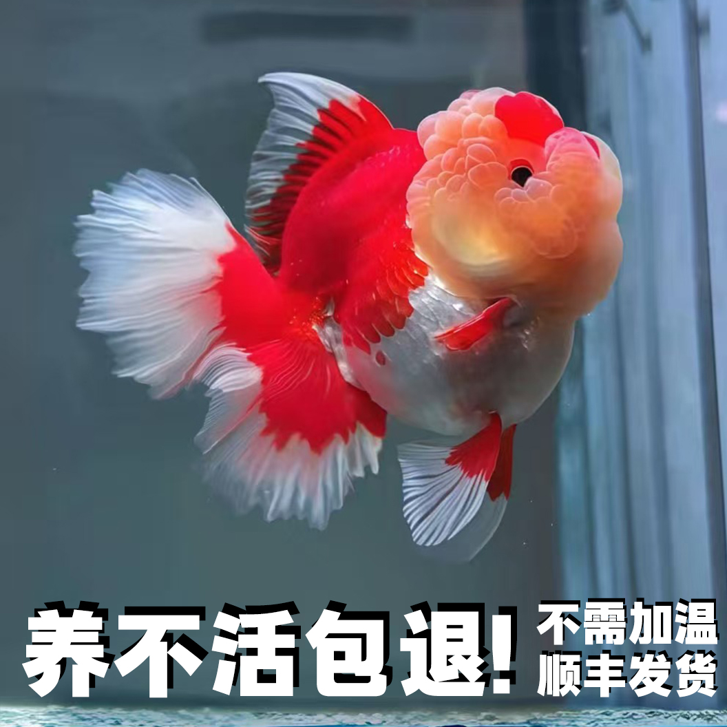 养不活包退，精品保证，百褶泰狮