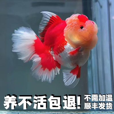 养不活包退，精品保证，百褶泰狮