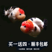 精品兰寿潘氏金鱼活体小尾奶牛国粹观赏鱼水族娃娃脸小鱼苗活鱼冷