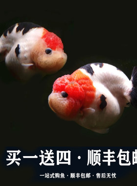 养不活包退品质保证潘氏兰寿