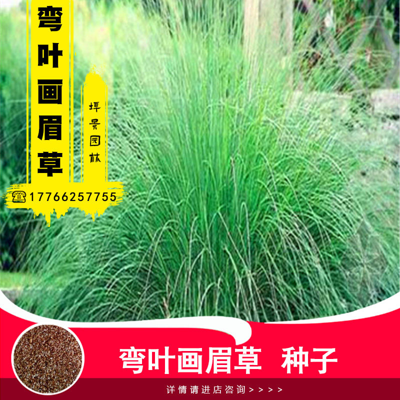 草坪种子弯叶画眉草种子籽护坡草坪耐瘠耐湿热耐旱河岸护堤草种籽