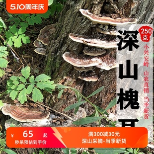 槐耳深山采摘250克新货槐娥槐生孔菌槐栓菌槐灵芝干品整枝煮