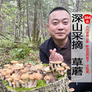 草蘑250g假蜜环菌干货伊春特产新货自家采摘无硫熏非榛蘑煲汤