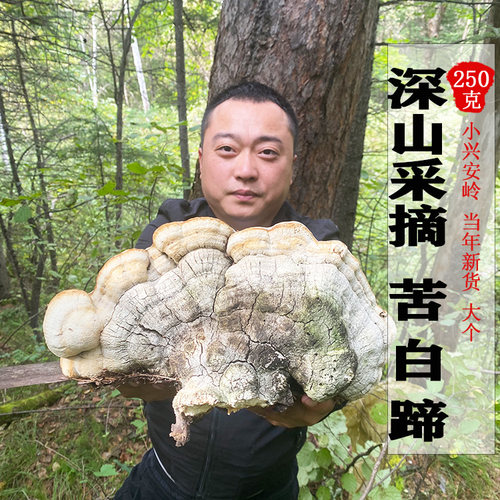 新货250g阿里深山采摘白灵芝
