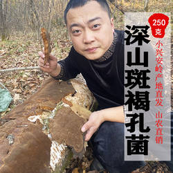 斑褐层孔菌250g新货干品东北深山斑褐灵芝真菌整枝灵芝可切块粉