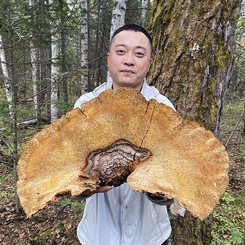 松针层孔菌野生250g整枝切片灵芝