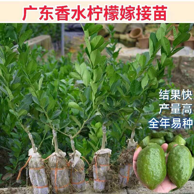 广东香水柠檬树苗 一年四季结果 味道比较浓郁 产量高 回报快