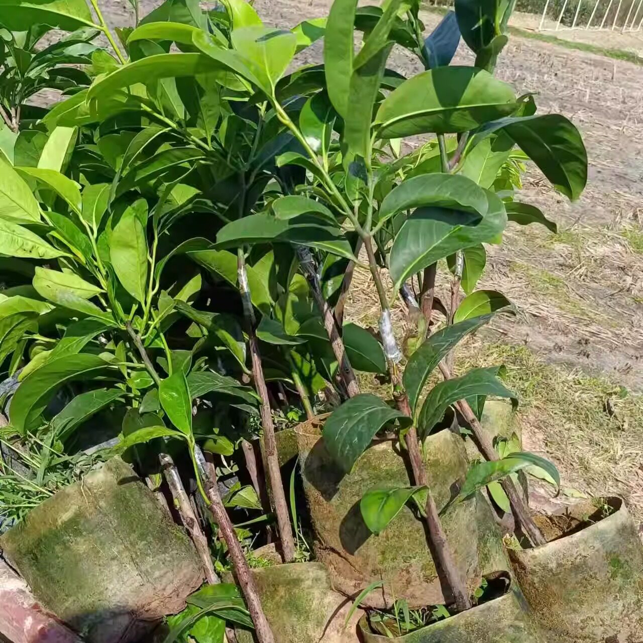 巧克力布丁黑柿果树苗 果肉软糯香甜 果子大 多季节结果 四季常青