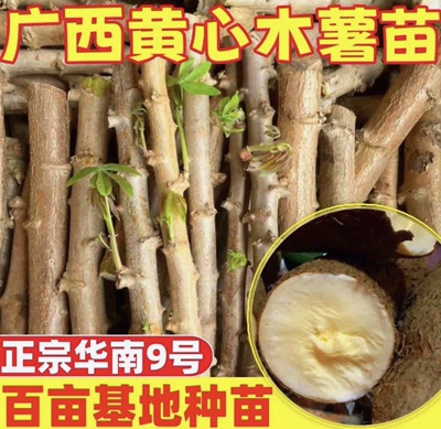 广西黄肉木薯种苗 优质品种 耐寒干旱易种植产量高 发货30-40cm长