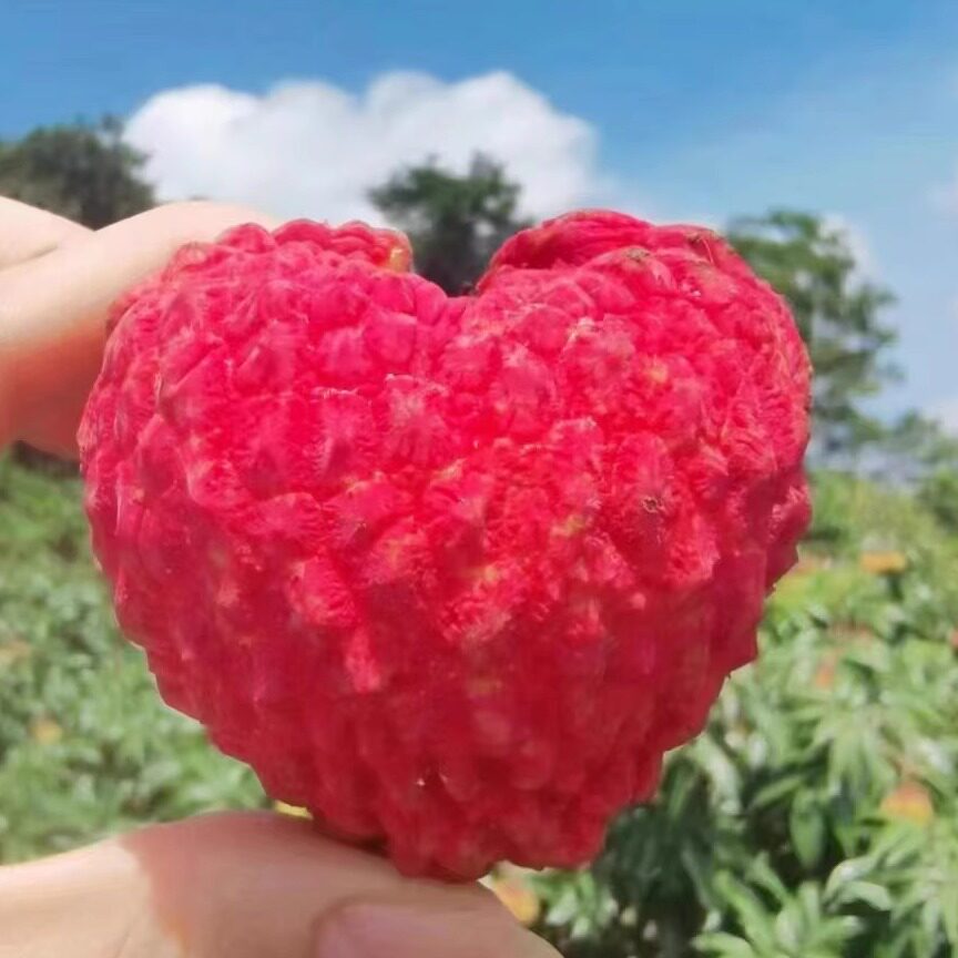 海南荔枝王 果子鸡蛋大 四季常青 纯甜品种