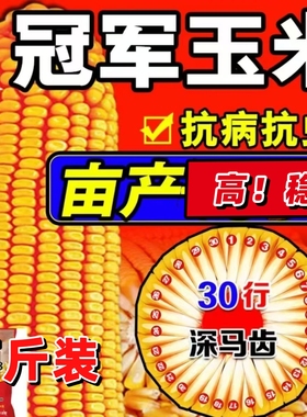高产饲料玉米种子三系制种郑单958国标级玉米种子高杆大棒包谷籽