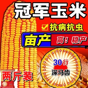 高产饲料玉米种子三系制种郑单958国标级玉米种子高杆大棒包谷籽