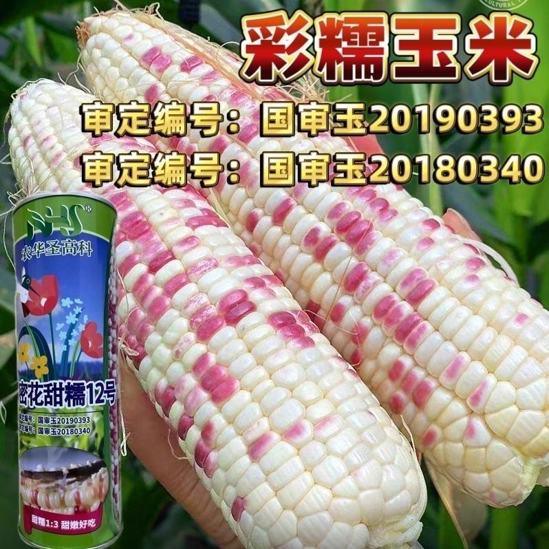 甜糯1比3彩甜糯玉米种子高产大棒型鲜食玉米种子超甜彩糯玉米国审