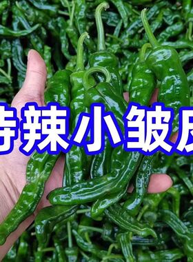 特辣皱皮辣椒种子薄皮香辣早熟小皱皮辣椒抗病高产蔬菜种子新种子