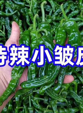 特辣皱皮辣椒种子薄皮香辣早熟小皱皮辣椒抗病高产蔬菜种子新种子