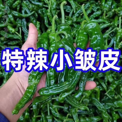 特辣皱皮辣椒种子薄皮香辣早熟小皱皮辣椒抗病高产蔬菜种子新种子