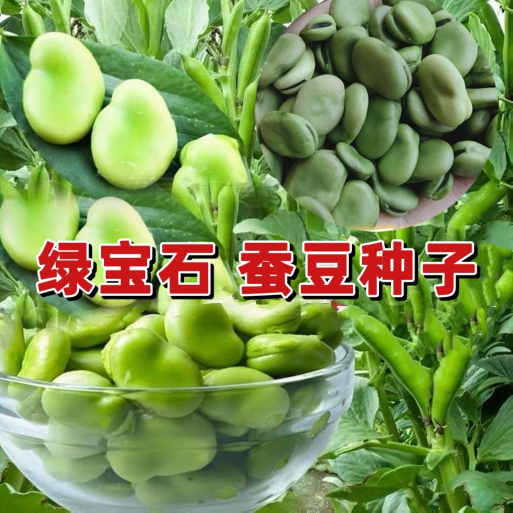 绿宝石蚕豆种子早熟高产大荚甜脆蚕豆种籽农家春秋播五谷杂粮种子