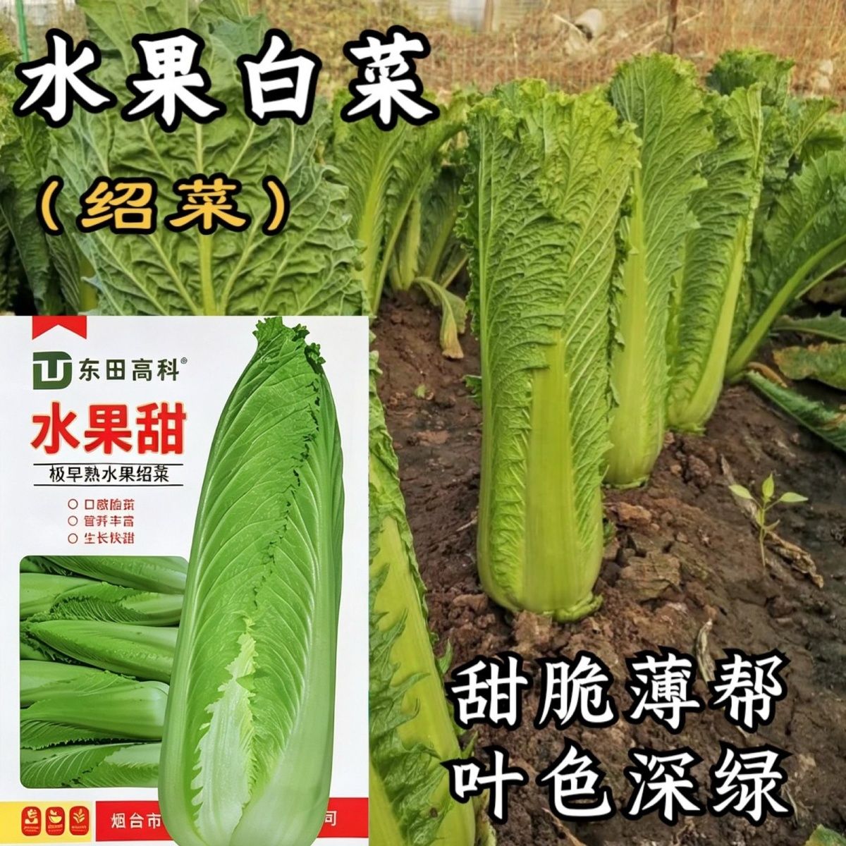 水果甜绍菜种子甜脆青口菜种籽四季播农家菜园蔬菜种子极早熟55天