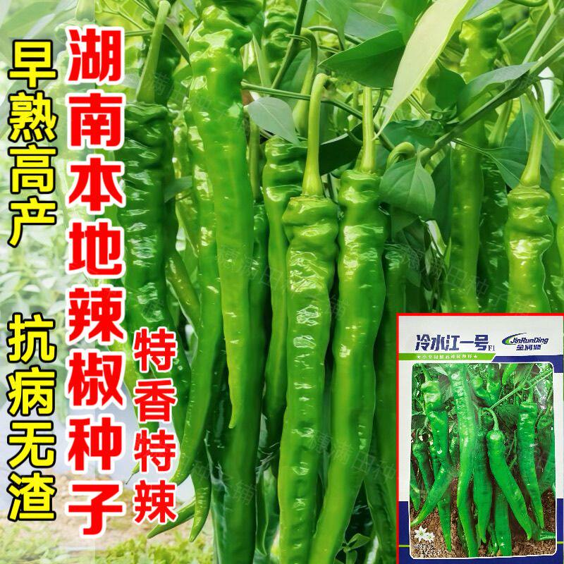 特香特辣冷水江一号辣椒种子软皮青辣椒红辣椒湖南本地辣椒超辣辣