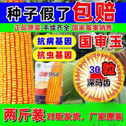 正品国审玉米种子郑单958高产饲料玉米抗锈病抗虫双棒大田专用种