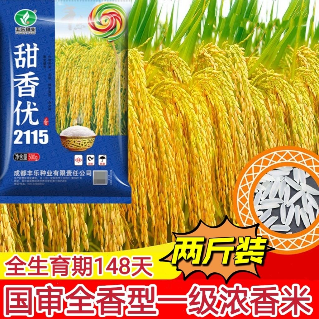 再生稻浓香型长粒香米国审一级杂交水稻种子甜香优2115抗倒伏性强