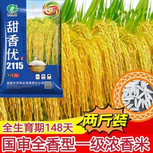 再生稻浓香型长粒香米国审一级杂交水稻种子甜香优2115抗倒伏性强