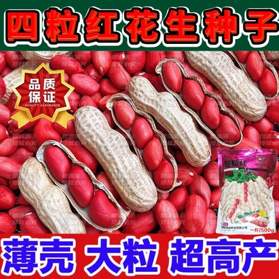 四粒红花生种子高产抗病矮杆早熟花生种子原种花生种子2026年新种