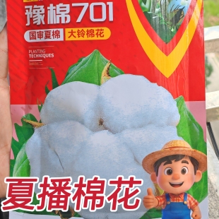 夏播棉花国审大铃棉花种子懒汉大桃棉花千斤棉高产早熟抗虫棉种子