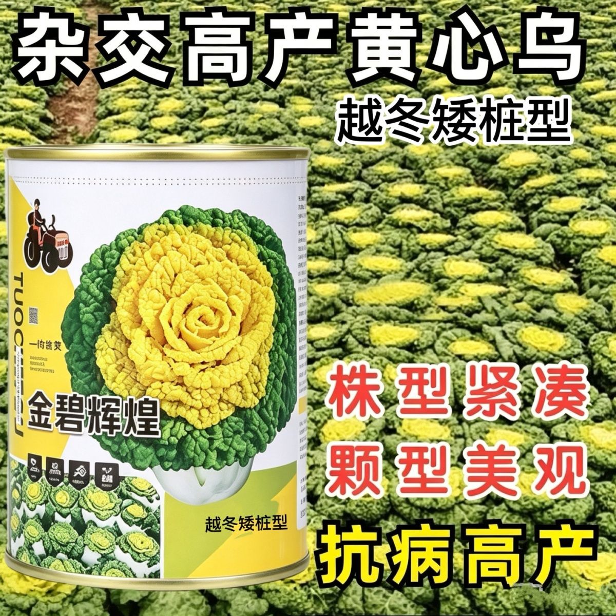 黄心乌塌菜种子耐低温黄心菜种籽杂交高产农家蔬菜种子基地专用种