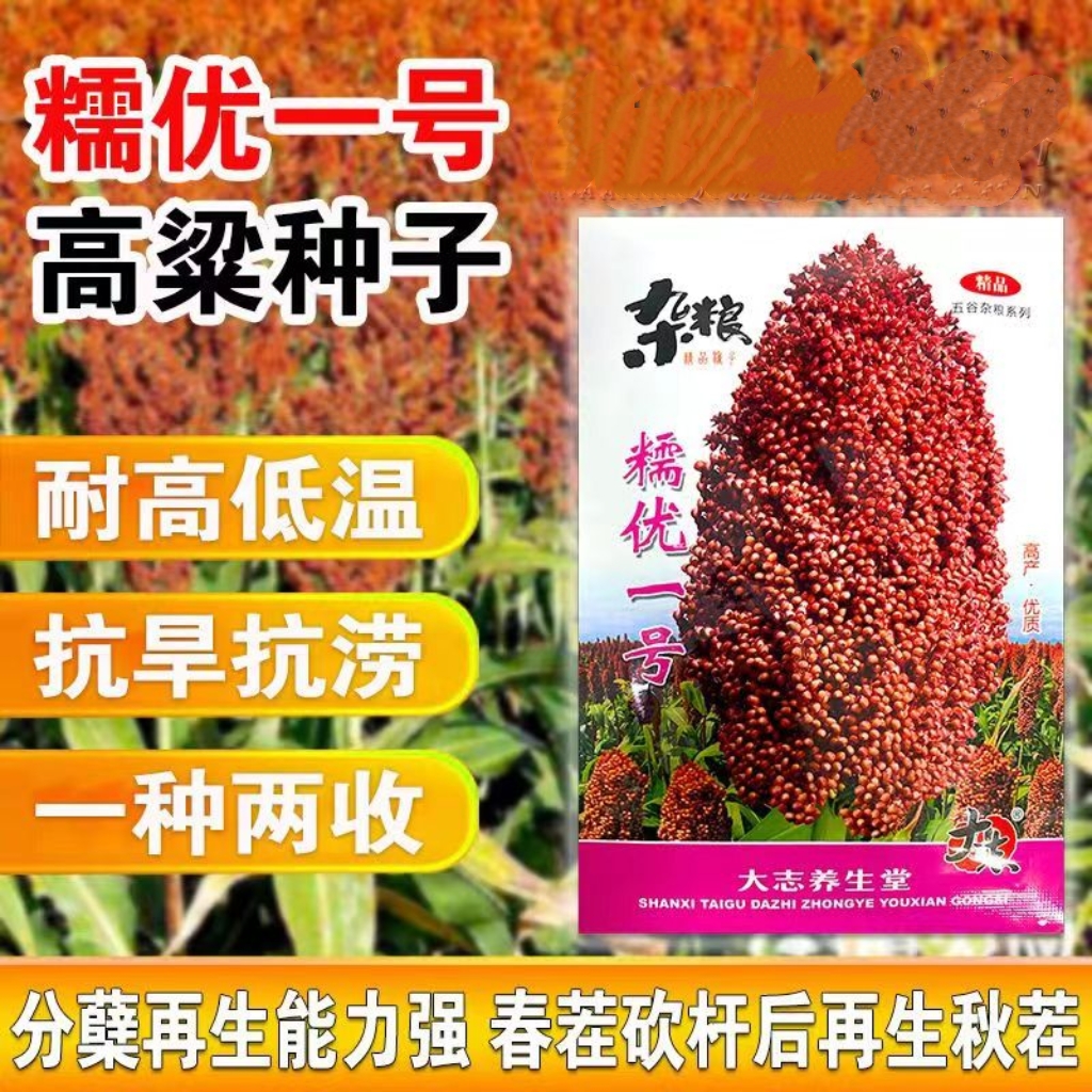 粘糯高粱种子糯优1号高粱种籽春季高产矮生高粱抗旱涝酿酒高粱种