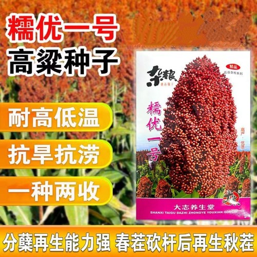 粘糯高粱种子糯优1号高粱种籽春季高产矮生高粱抗旱涝酿酒高粱种