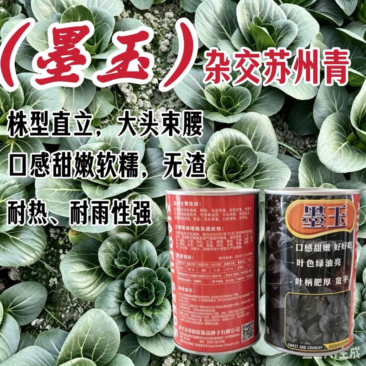 墨玉苏州青杂交种子七月慢绿叶青梗菜口感甜嫩大头青菜耐热耐高温
