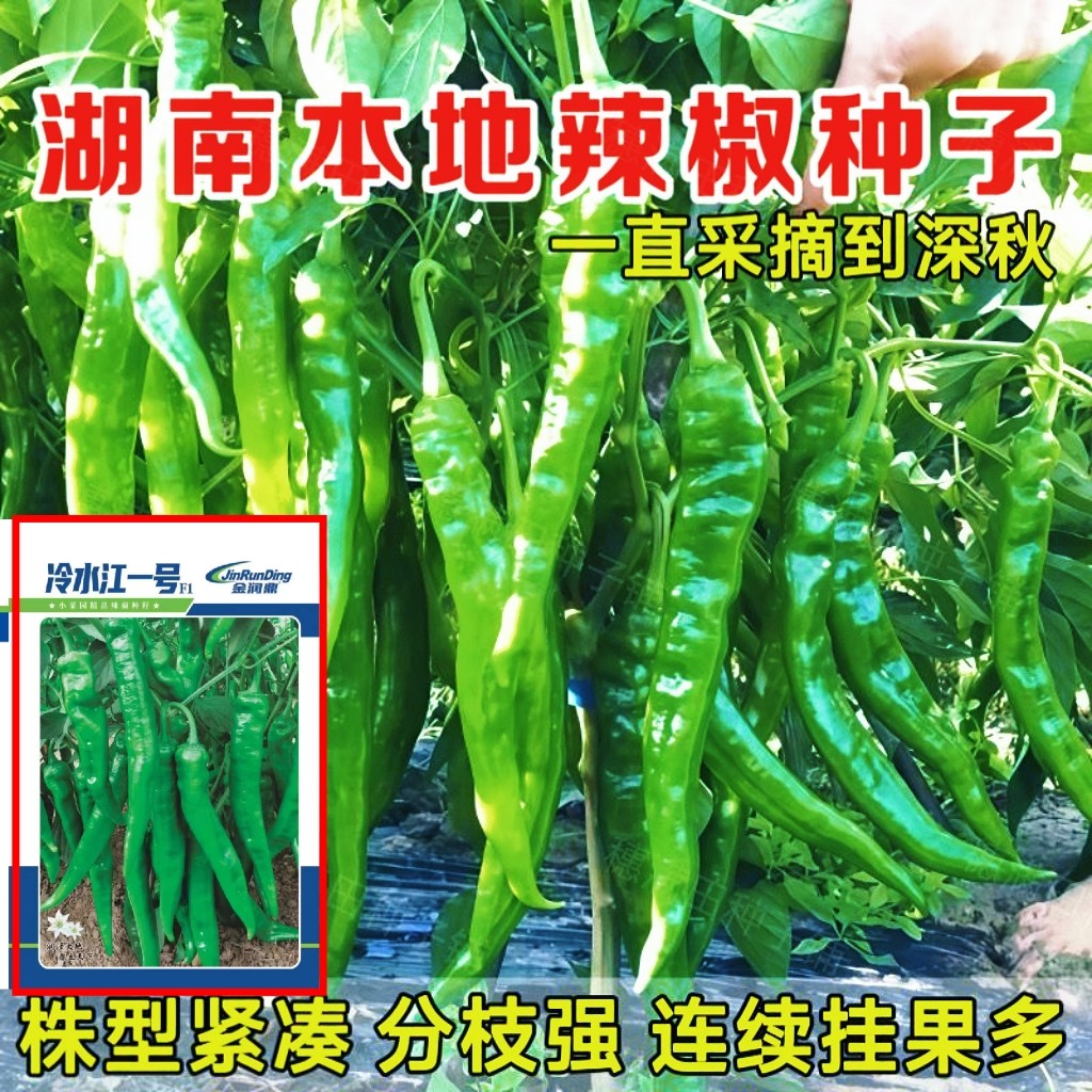 湖南本地辣椒种子老品种 冷水江一号 软皮尖椒种子特香辣辣椒种子