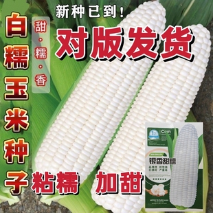 白甜糯玉米种子高产矮杆大棒四季播玉米非转基因超甜超糯玉米种籽